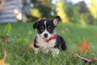 Chance, a male Pembroke Welsh Corgi for sale in Sugarcreek, OH – 4 of 7