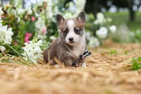 Jules, a female Pembroke Welsh Corgi for sale in Sugarcreek, OH – 2 of 10