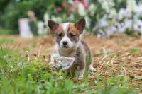 Garrett, a male Pembroke Welsh Corgi for sale in Sugarcreek, OH – 9 of 10