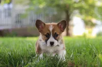 Kobe, a male Pembroke Welsh Corgi for sale in Sugarcreek, OH – 4 of 7