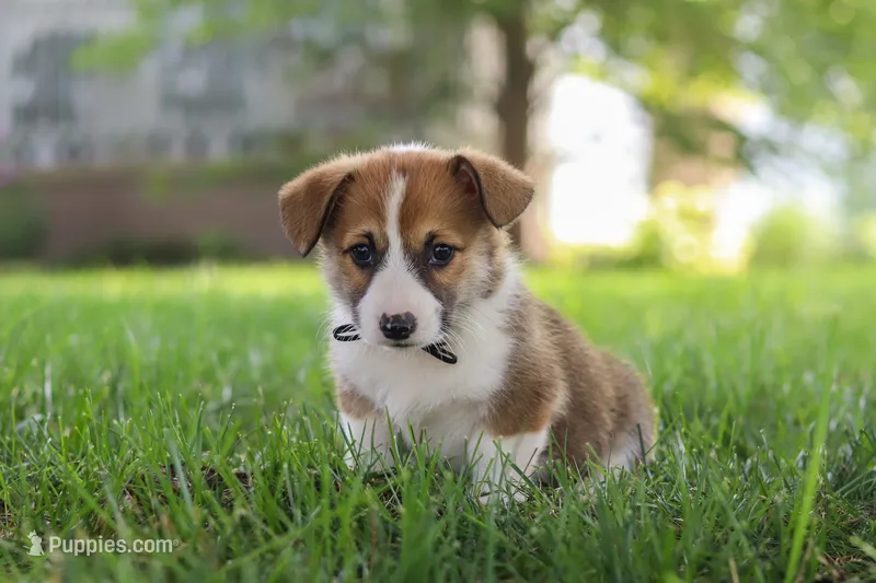 Chase – Pembroke Welsh Corgi puppy for sale in Sugarcreek, OH
