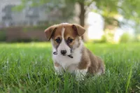 Chase, a male Pembroke Welsh Corgi for sale in Sugarcreek, OH – 1 of 8