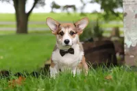 Bentley, a male Pembroke Welsh Corgi for sale in Sugarcreek, OH – 4 of 7