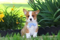 Caleb, a male Pembroke Welsh Corgi for sale in Sugarcreek, OH – 4 of 9