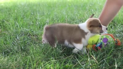 Benji, a male Pembroke Welsh Corgi for sale in Sugarcreek, OH – 6 of 6