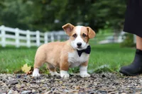 Finley, a male Pembroke Welsh Corgi for sale in Sugarcreek, OH – 6 of 9