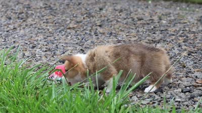 Finley, a male Pembroke Welsh Corgi for sale in Sugarcreek, OH – 10 of 10