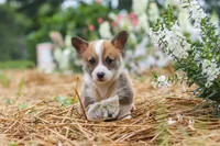 Garrett, a male Pembroke Welsh Corgi for sale in Sugarcreek, OH – 7 of 10