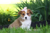 Holly, a female Pembroke Welsh Corgi for sale in Sugarcreek, OH – 2 of 10