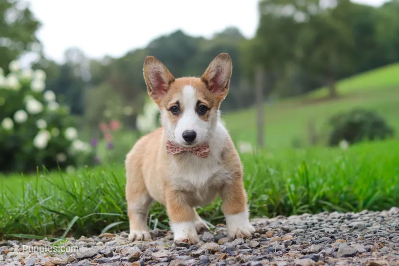 Jules – Pembroke Welsh Corgi puppy for sale in Sugarcreek, OH