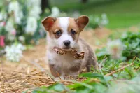 Finley, a male Pembroke Welsh Corgi for sale in Sugarcreek, OH – 1 of 10
