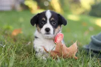 Josie, a female Pembroke Welsh Corgi for sale in Sugarcreek, OH – 8 of 10