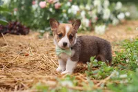 Clark, a male Pembroke Welsh Corgi for sale in Sugarcreek, OH – 2 of 10