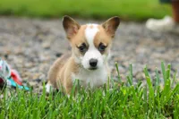 Bronco, a male Pembroke Welsh Corgi for sale in Sugarcreek, OH – 6 of 9