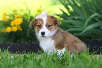 Holly, a female Pembroke Welsh Corgi for sale in Sugarcreek, OH – 6 of 10
