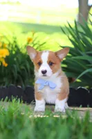 Caleb, a male Pembroke Welsh Corgi for sale in Sugarcreek, OH – 6 of 9