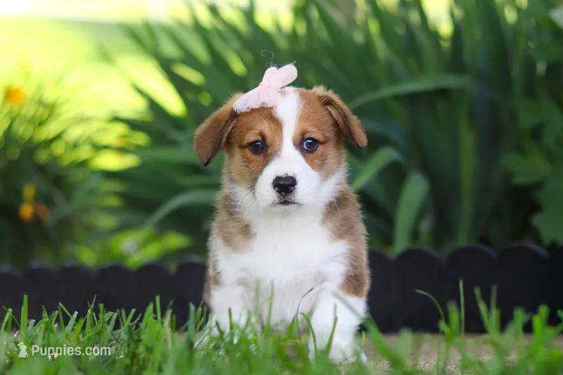 Holly – Pembroke Welsh Corgi puppy for sale in Sugarcreek, OH