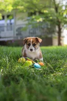Chase, a male Pembroke Welsh Corgi for sale in Sugarcreek, OH – 3 of 8