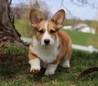 Morgan, a male Pembroke Welsh Corgi for sale in Sugarcreek, OH – Photo 8 of 9