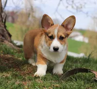 Morgan, a male Pembroke Welsh Corgi for sale in Sugarcreek, OH – Photo 7 of 9