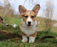 Morgan, a male Pembroke Welsh Corgi for sale in Sugarcreek, OH – Photo 1 of 9