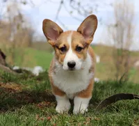 Morgan, a male Pembroke Welsh Corgi for sale in Sugarcreek, OH – Photo 3 of 9