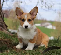 Morgan, a male Pembroke Welsh Corgi for sale in Sugarcreek, OH – Photo 2 of 9