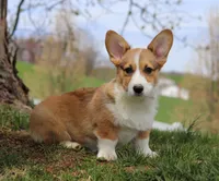 Morgan, a male Pembroke Welsh Corgi for sale in Sugarcreek, OH – Photo 6 of 9