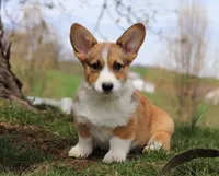 Morgan, a male Pembroke Welsh Corgi for sale in Sugarcreek, OH – Photo 5 of 9