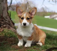 Morgan, a male Pembroke Welsh Corgi for sale in Sugarcreek, OH – Photo 9 of 9