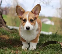 Morgan, a male Pembroke Welsh Corgi for sale in Sugarcreek, OH – Photo 4 of 9