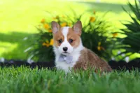 Milo, a male Pembroke Welsh Corgi for sale in Sugarcreek, OH – 9 of 10