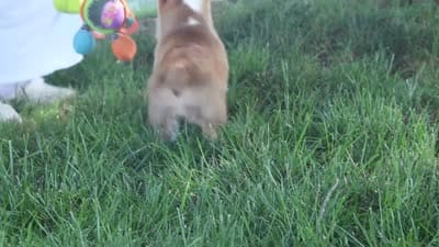 Milo, a male Pembroke Welsh Corgi for sale in Sugarcreek, OH – 7 of 7