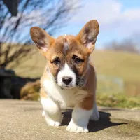 Arthur, a male Pembroke Welsh Corgi for sale in Sugarcreek, OH – Photo 2 of 5