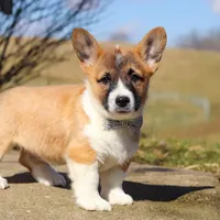 Arthur, a male Pembroke Welsh Corgi for sale in Sugarcreek, OH – Photo 5 of 5
