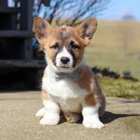 Arthur, a male Pembroke Welsh Corgi for sale in Sugarcreek, OH – Photo 1 of 5