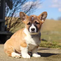 Arthur, a male Pembroke Welsh Corgi for sale in Sugarcreek, OH – Photo 3 of 5