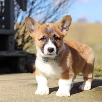 Arthur, a male Pembroke Welsh Corgi for sale in Sugarcreek, OH – Photo 4 of 5