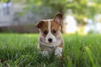 Benji, a male Pembroke Welsh Corgi for sale in Sugarcreek, OH – 3 of 6