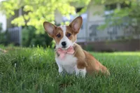 Holly, a female Pembroke Welsh Corgi for sale in Sugarcreek, OH – 3 of 6