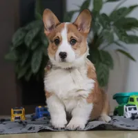 Jack, a male Pembroke Welsh Corgi for sale in Sugarcreek, OH – Photo 3 of 8