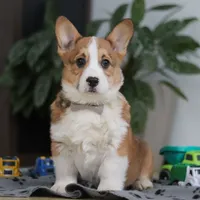 Jack, a male Pembroke Welsh Corgi for sale in Sugarcreek, OH – Photo 1 of 8