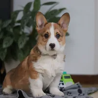 Jack, a male Pembroke Welsh Corgi for sale in Sugarcreek, OH – Photo 2 of 8