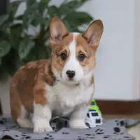 Jack, a male Pembroke Welsh Corgi for sale in Sugarcreek, OH – Photo 6 of 8