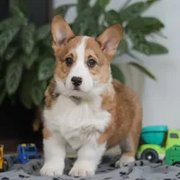 Jack, a male Pembroke Welsh Corgi for sale in Sugarcreek, OH – Photo 7 of 8