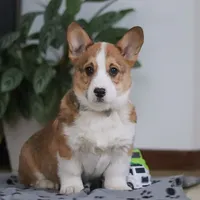 Jack, a male Pembroke Welsh Corgi for sale in Sugarcreek, OH – Photo 8 of 8