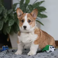 Jack, a male Pembroke Welsh Corgi for sale in Sugarcreek, OH – Photo 5 of 8