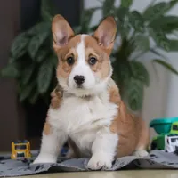 Jack, a male Pembroke Welsh Corgi for sale in Sugarcreek, OH – Photo 4 of 8