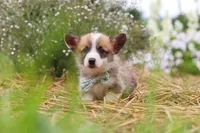 Buddy, a male Pembroke Welsh Corgi for sale in Sugarcreek, OH – 3 of 9