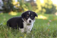 Dakota, a female Pembroke Welsh Corgi for sale in Sugarcreek, OH – 3 of 7